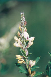 Sericea Lespedeza head